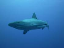 Caribbean Gray Reef Sharks nadam ao nosso lado durante mergulho em Half Moon Wall, perto do Blue Hole, na grande barreira de corais de Belize